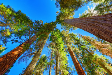 Forest of ancient sequoias in Yosemeti National Park.