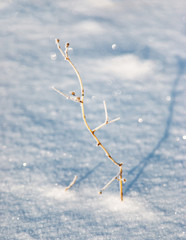 winter grass in the snow