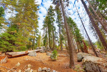 Forest of ancient sequoias in Yosemeti National Park.