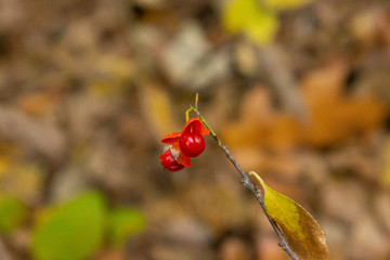two red berries at the end of a stick