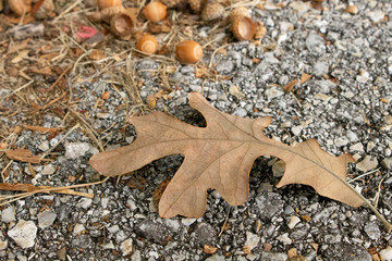 fall leaf in the street with acorn nuts