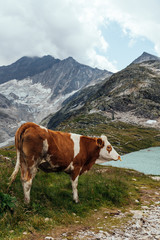 Fototapeta na wymiar Cow grazing in the mountains in Austrian Alps besides Weisse Lake.