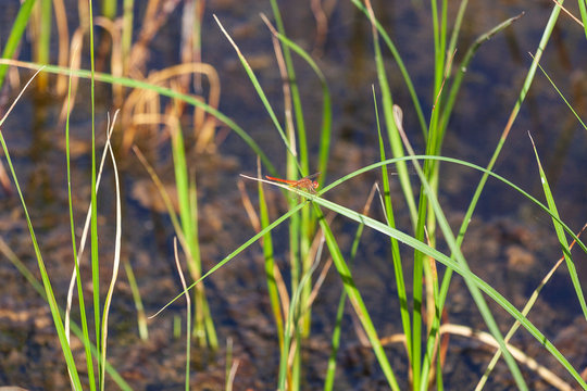 Dragonfly