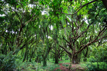 Forest on Hawaii