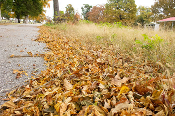 autumn leaves in the park