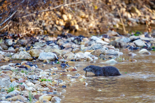 Nutria com&uacute;n o europea, aliment&aacute;ndose de pescado en el R&iacute;o Duerna, Le&oacute;n, Espa&ntilde;a. Lutra lutra.