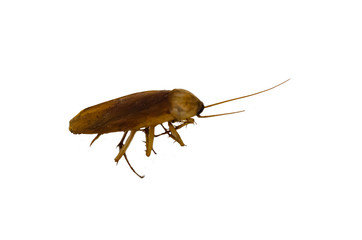 cockroach isolated