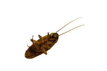 cockroach isolated