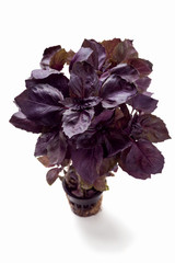 Red basil in pot on white background