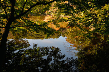 薬師池公園秋