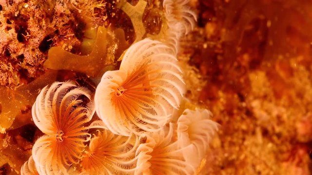 Close up of feather duster worm as a part of the coral reef in the Caribbean Sea around Curacao