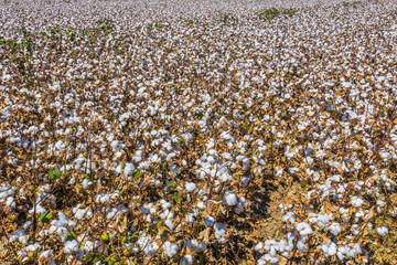 Ripe cotton fields