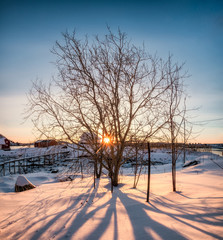 Sunrise through dry tree with shadow on snowy