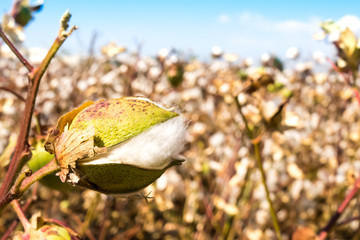 Ripe cotton fields