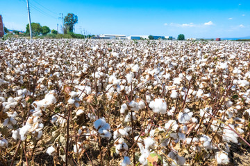Ripe cotton fields