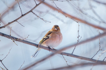 A finch in the trees