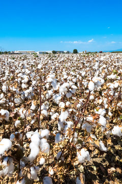 Ripe cotton fields