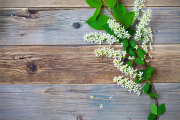 bird cherry branch  on aged boards