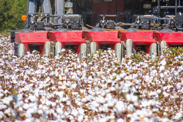 Harvesting industrial machine with cotton field