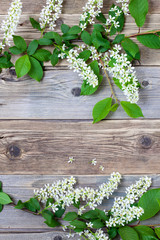 branch of blossom bird cherry on vintage boards