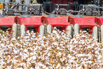 Harvesting industrial machine with cotton field