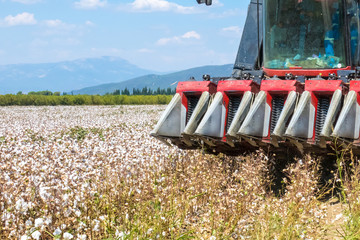 Harvesting industrial machine with cotton field