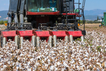 Harvesting industrial machine with cotton field