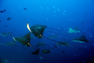 eagle ray manta while diving in Maldives