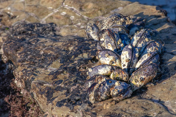 California mussels growing on the rocks, close-up image