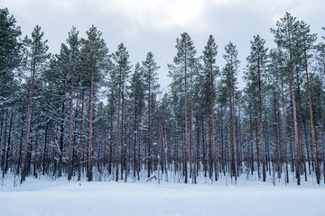 Scenery snowy pine trees