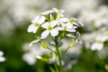 Obraz na płótnie Canvas Arabis caucasica ornamental garden white flowers, mountain rock cress in bloom