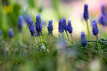Muscari armeniacum ornamental springtime flowers, flowering blue plant in the garden