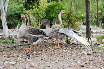Anser anser species of large goose, big bird called greylag goose, group of geese