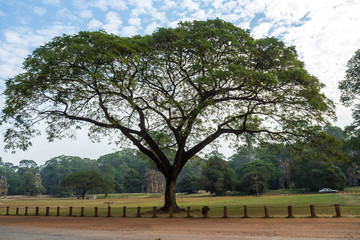 Fototapeta premium Kambodscha - Baum in Baphuon - Terrasse der Elefanten