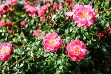 Obraz premium ピンクのバラの花