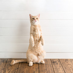 Red cat stands on its hind legs, white wooden background