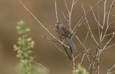 A stunning Dartford Warbler (Sylvia undata) perched in a tree. 