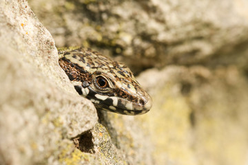 A head shot of a beautiful wild Wall Lizard (Podarcis muralis) poking its head out of a stone wall.	