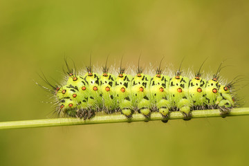 An Emperor moth Caterpillar (Saturnia pavonia) walking along a blade of grass.