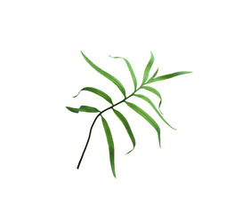 green palm leaf isolated on white for summer background