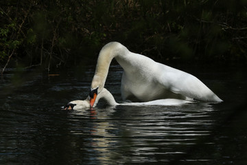 A mating pair of Mute Swan (Cygnus olor) on a lake.