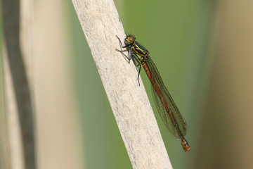 A newly emerged Large red damselfly (Pyrrhosoma nymphula) perched on a reed.