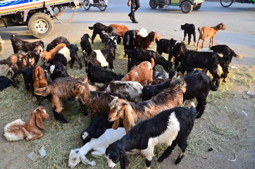 パキスタンのラワールピンディー　道路の片隅に佇む山羊の群れ