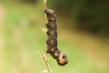 An Elephant Hawk-moth Caterpillar (Deilephila elpenor) feeding on willow-herb.
