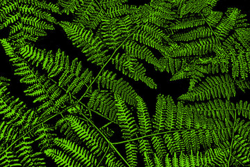 Creative Nature Background with Detailed Fern Leaves. Bright Green Color