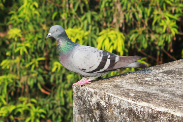 Obraz premium gołąb siedzący na dachu budynku