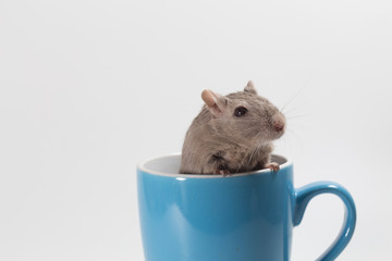 Mongolian gerbil, Desert Rat