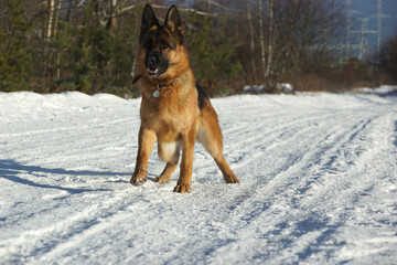 German shepherd dog running on snow in cold weather