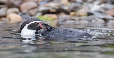 Humboldt penguin