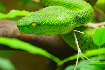 Close up White-lipped Green Pit Viper snake (trimeresurus albolabris) in nature